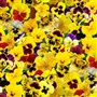 Yellow Packed Lovely  Pansies  Elizabeth Studios  44"x36