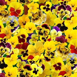 Yellow Lovely Packed Pansies