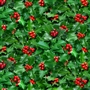 Green Holly