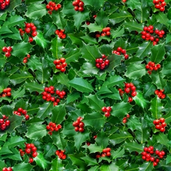 Green Holly
