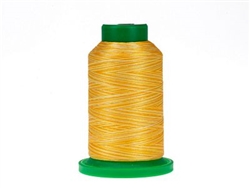 Variegated  Saffron 1000m