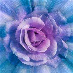 Wisteria Dream Big Rose 43in